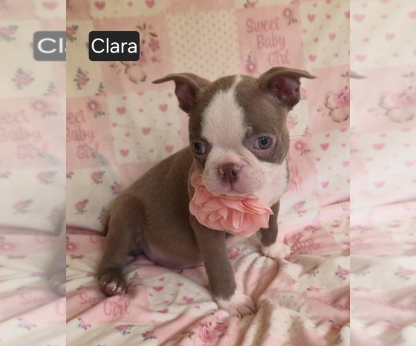 Medium Photo #2 Boston Terrier Puppy For Sale in MINERAL WELLS, WV, USA