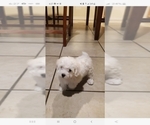 Small Photo #19 Bichon Frise Puppy For Sale in JURUPA VALLEY, CA, USA
