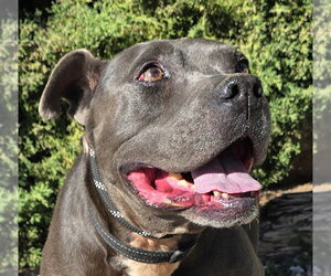 American Staffordshire Terrier Dogs for adoption in Albuquerque, NM, USA