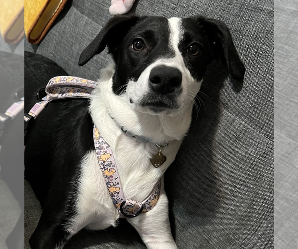 Medium Photo #10 Mutt Puppy For Sale in Brooklyn, NY, USA