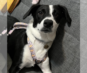 Oreo - Female Mutt Dog for Adoption - Photo #10