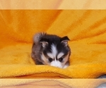 Small Photo #22 Pomsky Puppy For Sale in RAMONA, CA, USA