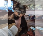 Jojo - Male Yorkshire Terrier Puppy for Sale - Photo #5