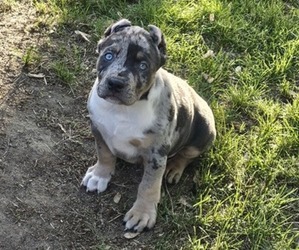 American Bully Puppy for sale in SPRINGFIELD, MA, USA