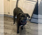 Small #20 American Pit Bull Terrier Mix