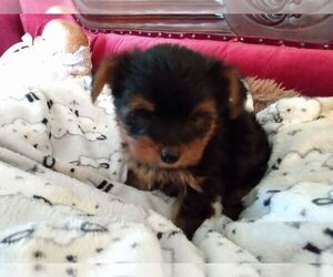 Yorkshire Terrier Puppy for sale in LE ROY, KS, USA