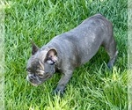 Small #3 French Bulldog