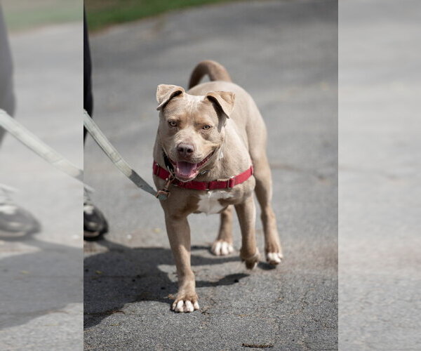 Medium Photo #21 Mutt Puppy For Sale in Elmsford, NY, USA