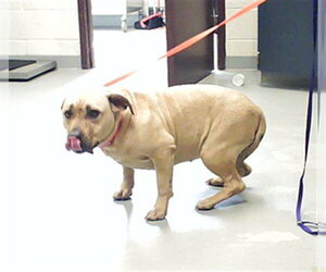 Mutt Dogs for adoption in Fayetteville, NC, USA