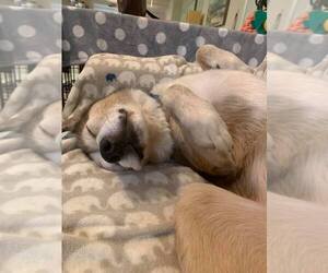 Patch - Male Siberian Husky-Unknown Mix Dog for Adoption - Photo #11