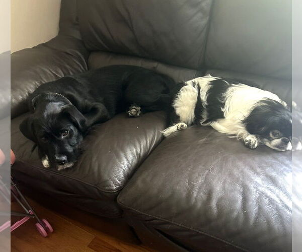 Medium Photo #4 Mutt Puppy For Sale in Morganville, NJ, USA