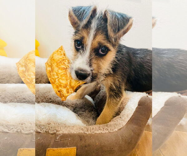 Medium Photo #3 Mutt Puppy For Sale in Dallas, TX, USA