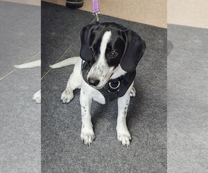 Beagle Dogs for adoption in Batavia, NY, USA