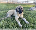 Small #6 Anatolian Shepherd