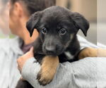 Small #5 Mutt