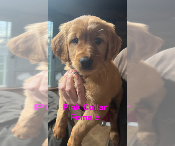 Medium Photo #1 Golden Retriever Puppy For Sale in HILMAR, CA, USA