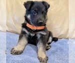 Small #34 German Shepherd Dog