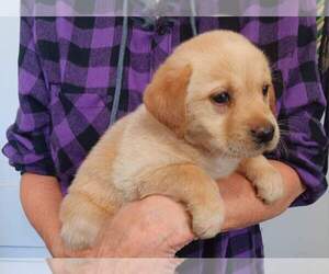 Labrador Retriever Puppy for Sale in ATHOL, Massachusetts USA