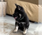 Small #3 German Shepherd Dog