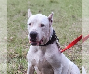 Mother of the Dogo Argentino puppies born on 02/10/2023