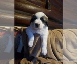 Small Photo #594 Anatolian Shepherd-Maremma Sheepdog Mix Puppy For Sale in LECANTO, FL, USA
