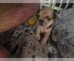Small #5 French Bulldog