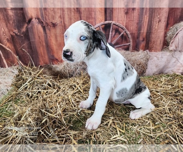 Medium Photo #11 Catahoula Leopard Dog Puppy For Sale in CUMBY, TX, USA