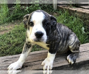 Olde English Bulldogge Puppy for sale in OWINGS MILLS, MD, USA