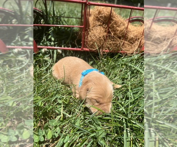 Medium Photo #6 Golden Retriever Puppy For Sale in NEOLA, WV, USA