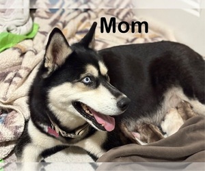 Mother of the Labrador Retriever-Siberian Husky Mix puppies born on 07/11/2025
