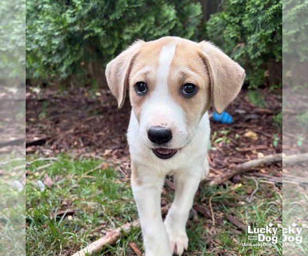 Medium Photo #7 Retriever -Unknown Mix Puppy For Sale in Washington, DC, USA