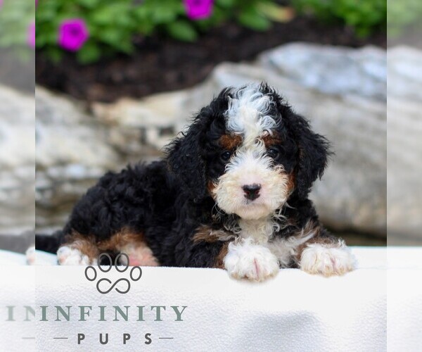Medium Photo #1 Bernedoodle (Miniature) Puppy For Sale in LITITZ, PA, USA