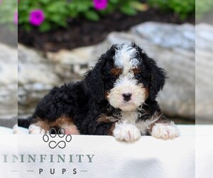 Bernedoodle (Miniature) Puppy for sale in LITITZ, PA, USA