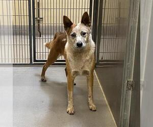 Mutt Dogs for adoption in Modesto, CA, USA