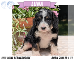 Small #9 Miniature Bernedoodle