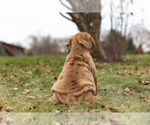 Small Photo #4 English Neo Bull Puppy For Sale in WARSAW, IN, USA