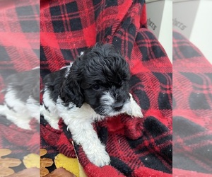 Cockapoo Puppy for sale in ARLINGTON, WA, USA