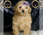 Small #1 Poodle (Toy)