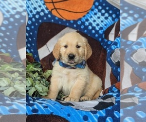 Golden Retriever Puppy for sale in CHRISTIANA, PA, USA