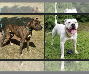 American Bandogge Litter for sale in BAY SHORE, NY, USA