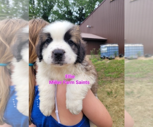 Medium Photo #5 Saint Bernard Puppy For Sale in BETHEL, MO, USA