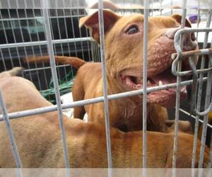 American Pit Bull Terrier Dogs for adoption in Ocala, FL, USA