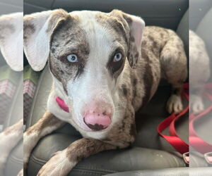 Catahoula Leopard Dog-Unknown Mix Dogs for adoption in Boston, MA, USA