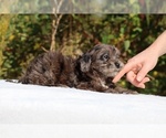 Small #60 ShihPoo