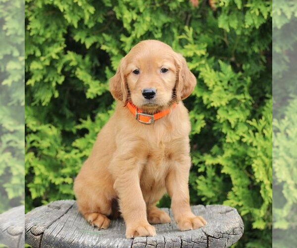 Medium Photo #4 Golden Irish Puppy For Sale in BLAIN, PA, USA