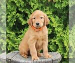 Small #3 Golden Irish