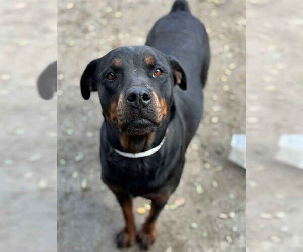 Medium Photo #1 Rottweiler Puppy For Sale in Riverside, CA, USA