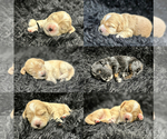 Puppy Puppy 2 Cock-A-Poo