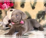 Small Photo #6 Labrador Retriever Puppy For Sale in CLAY, PA, USA