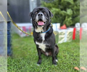 Chow Chow-Unknown Mix Dogs for adoption in Long Beach, CA, USA